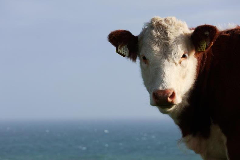 Farmer Writes: beef policy changes need to be mindful of the future - Vimarsana News
