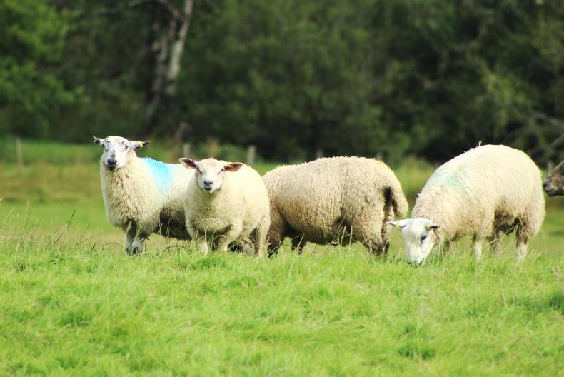 NI Sheep Programme: Tune in to winter feeding webinar - Vimarsana News