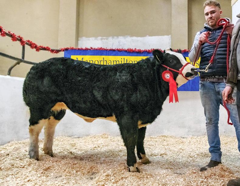 Camera at the Mart: weanlings to €12.50/kg in Manorhamilton fat stock - Vimarsana News