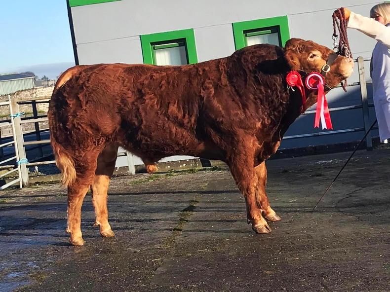 Champion Keltic Shadow tops the sales ring in Athenry - Vimarsana News