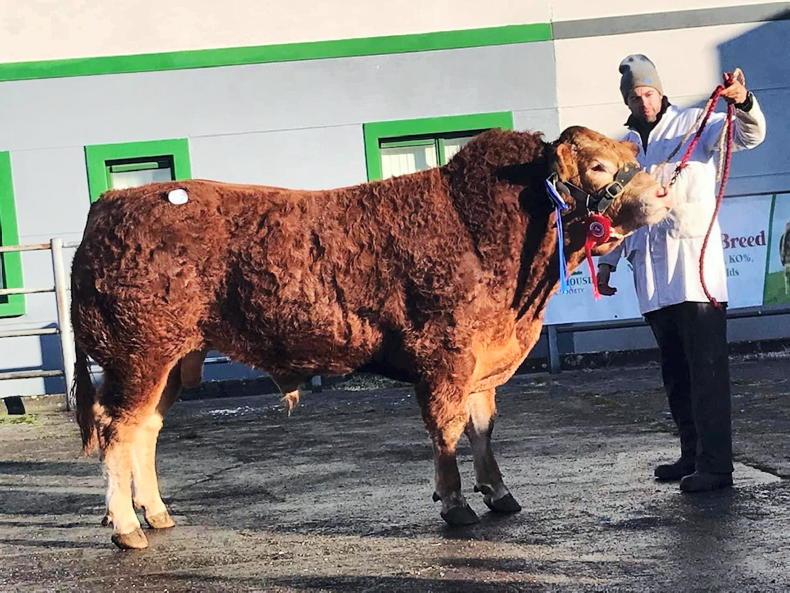 Champion of the show ring, Keltic Shadow, tops the sale ring - Vimarsana News