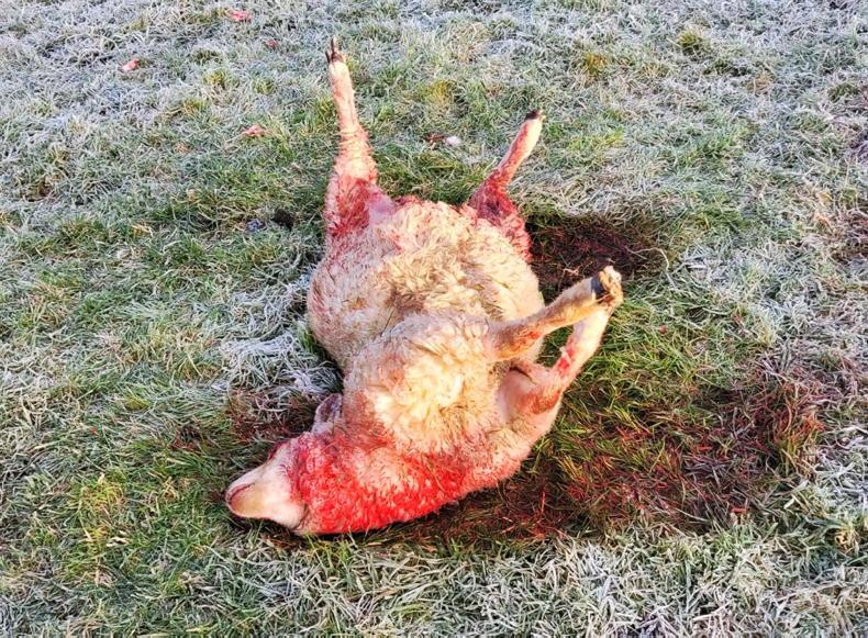 Sheep kill in Offaly causes losses to the tune of €10,000 - Vimarsana News