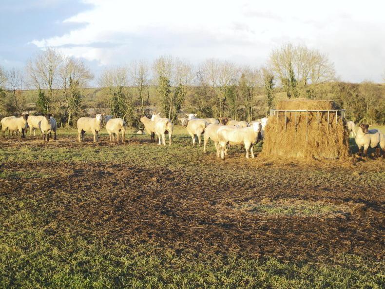 Sheep Management: ewe condition, marketing lambs and LambPlus deadline - Vimarsana News