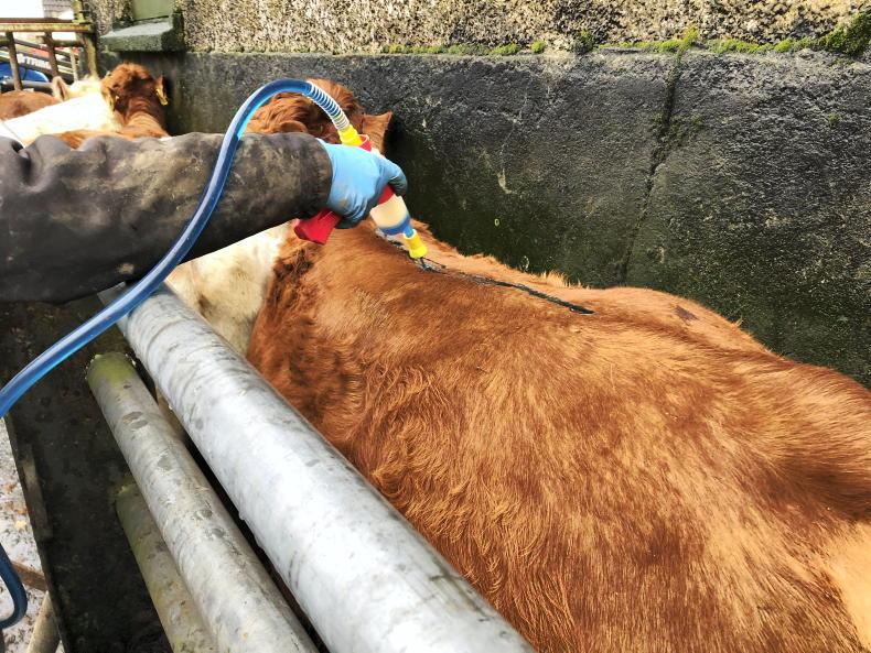 AHI animal health tips for December Free