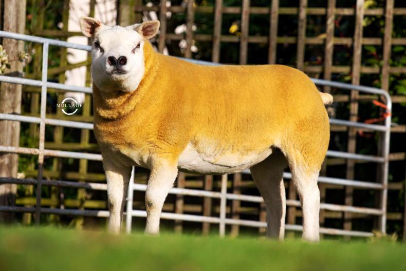 Festive Texel Female Sale in Ballymena set to be a cracker - Vimarsana News