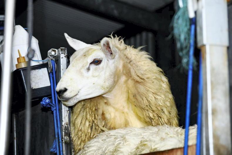 Shearing should be an action in Sheep Improvement Scheme - IFA - Vimarsana News