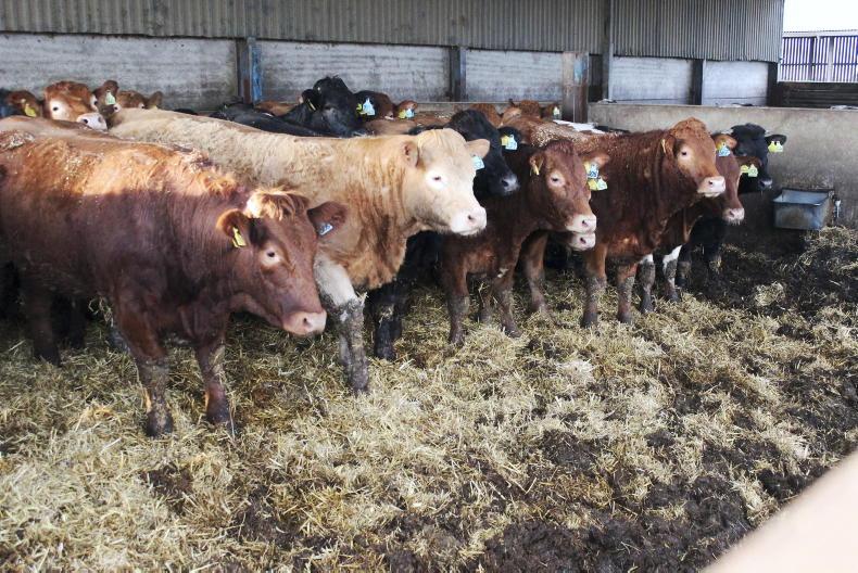 NI Trends: prices rise as cattle supplies tighten; fat lamb trade holding firm - Vimarsana News
