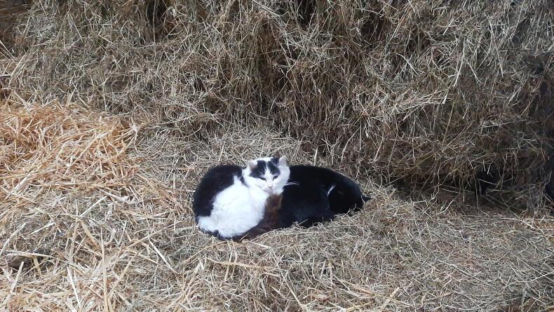 Sheep Management: toxoplasmosis and the risk of rumen fluke