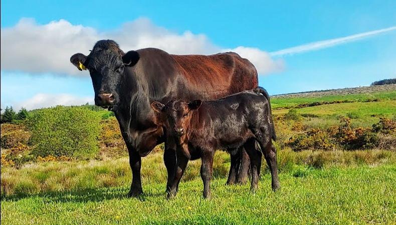 Over €10,000 worth of cattle stolen in west Cork - Vimarsana News