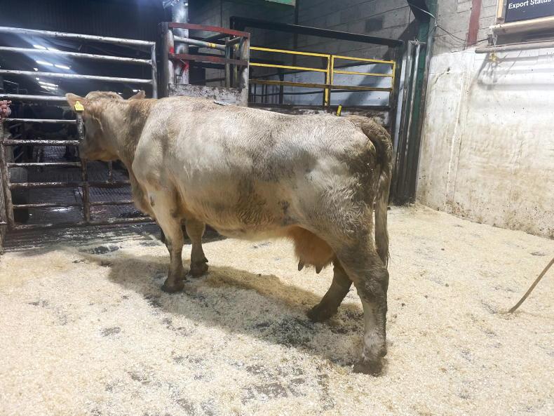 Dry cows in demand in Drumshanbo - Vimarsana News