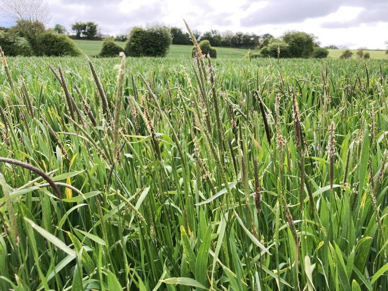 Seed trade tackling grass weeds - Vimarsana News