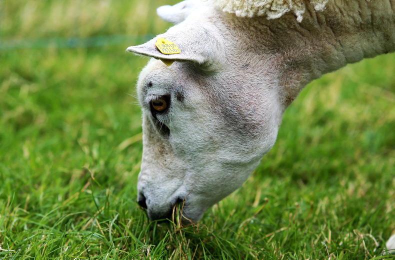 Deadline for Sheep Improvement Scheme applications is Monday night - Vimarsana News