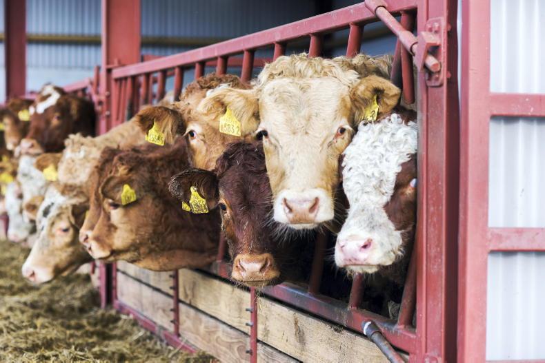 NI Trends: cattle scarcity fuels rising beef prices: hogget prices falling - Vimarsana News
