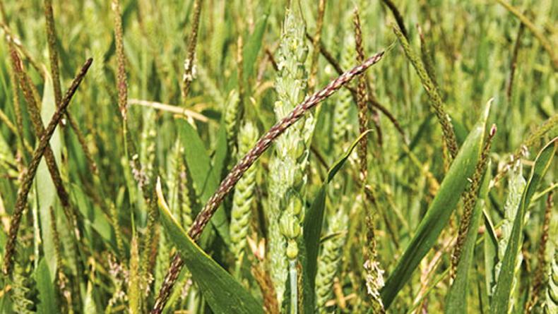 Discussion needed on making blackgrass a noxious weed - Vimarsana News