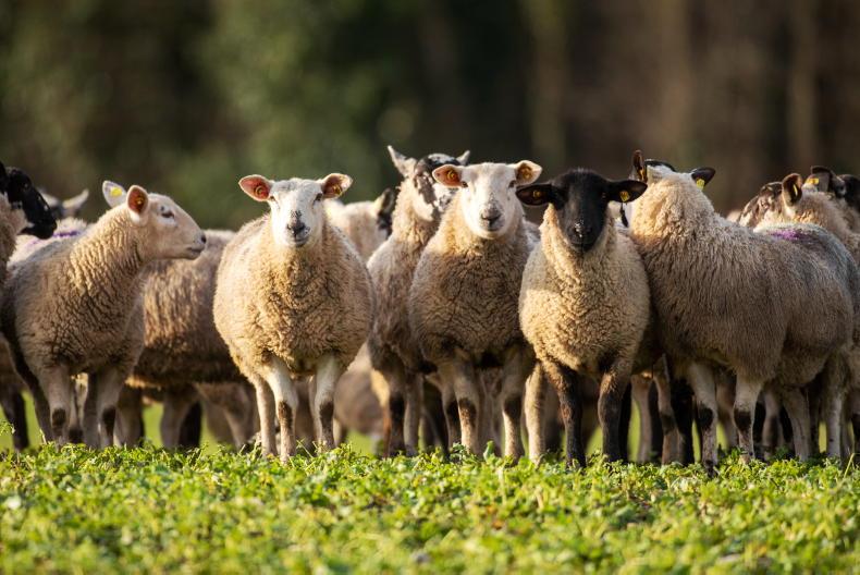 Forage rape working well for sheep on Tullamore Farm this winter - Vimarsana News