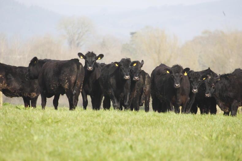 Ireland can have a ‘competitive edge’ in food sector - Fine Gael