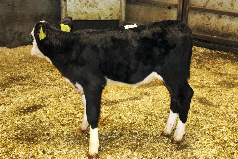 Camera at the Mart: quality rises to the top in Rathfriland Mart - Vimarsana News
