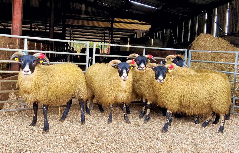 Timed auction of 100 Lanark ewe lambs from Trenearla Blackface flock - Vimarsana News