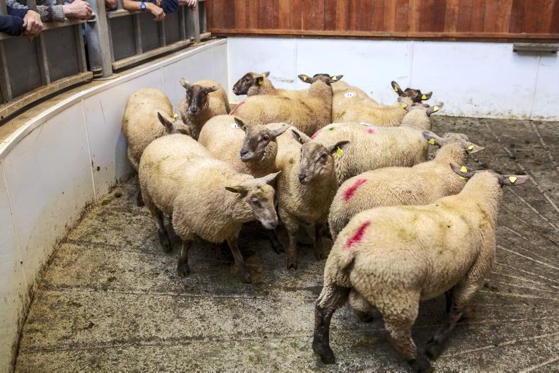 Lamb prices failing to cover production costs - Vimarsana News