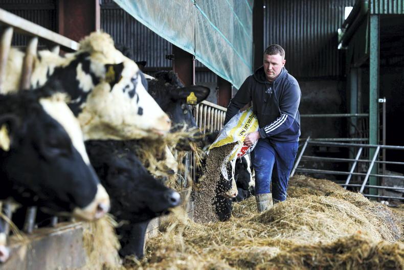 This week in photos: scanning ewes, feeding cattle and marts - Vimarsana News