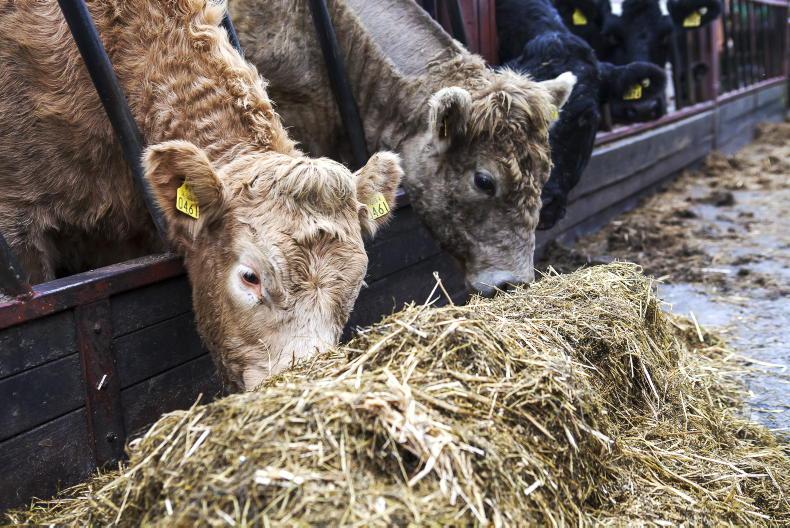 NI Trends: finished cattle prices holding firm; factories cut hogget quotes - Vimarsana News