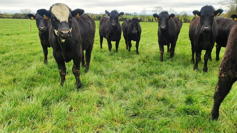 Grass+ Beef: cautious turnout on some farms - Vimarsana News