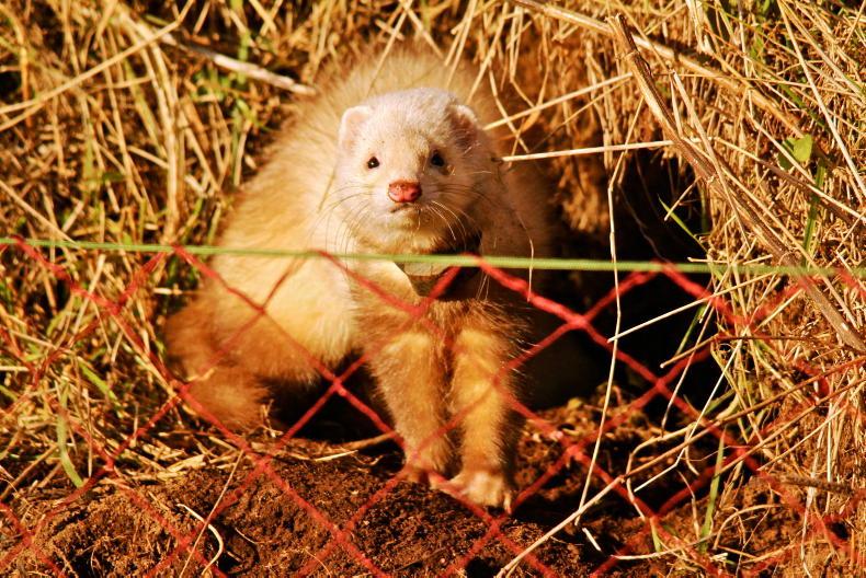 Ireland’s last mink farms close Free