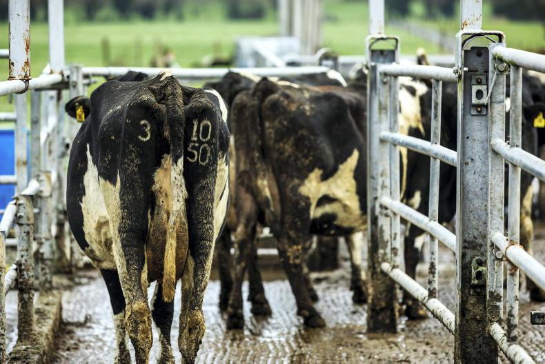 Warning over correct use of teat sealants following cow deaths - Vimarsana News