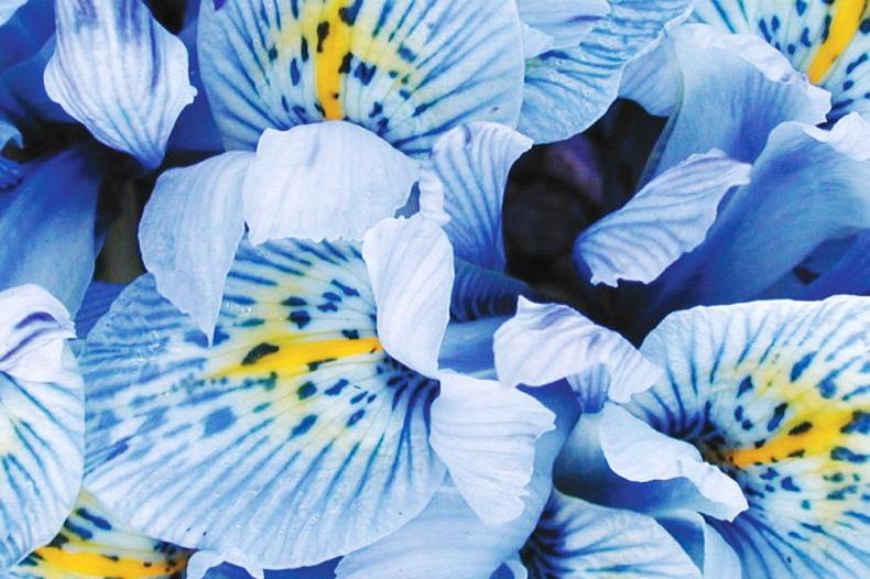 Early spring colour brought to you by the resilient Iris - Vimarsana News