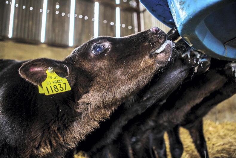 Dairy Management: calves, high SCC and grazing - Vimarsana News
