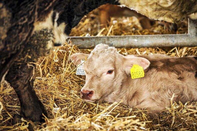 Beef Management: turnout and minding your head