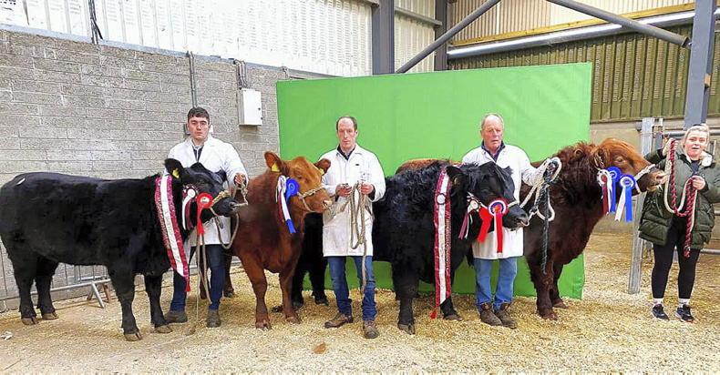 Bulls bolt to €7,000 in Carrick On Shannon - Vimarsana News