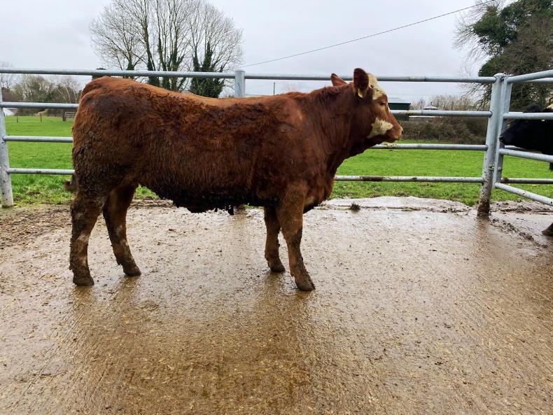 In pictures: Tullamore heifer weights - Simmentals sneak in front - Vimarsana News