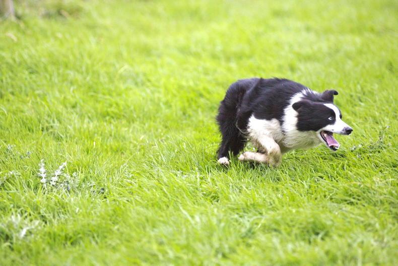 Joint sponsor of international sheepdog trials announced - Vimarsana News