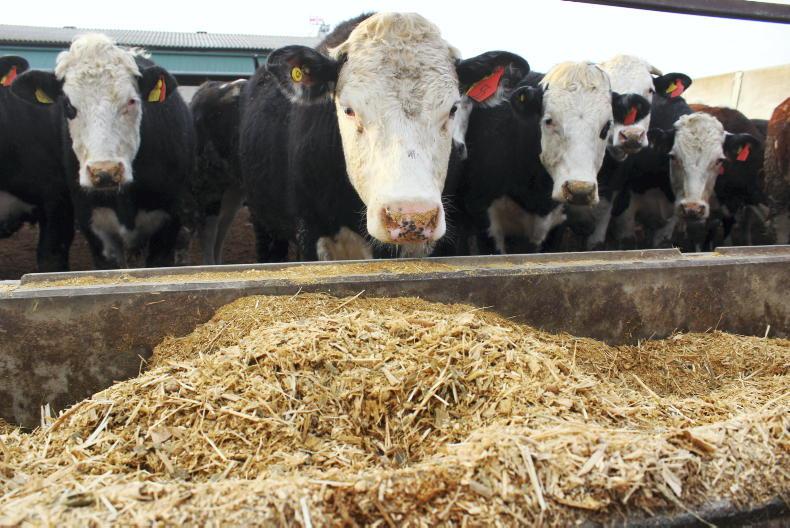 NI Trends: beef prices rise as supplies tighten; hogget trade holds steady - Vimarsana News