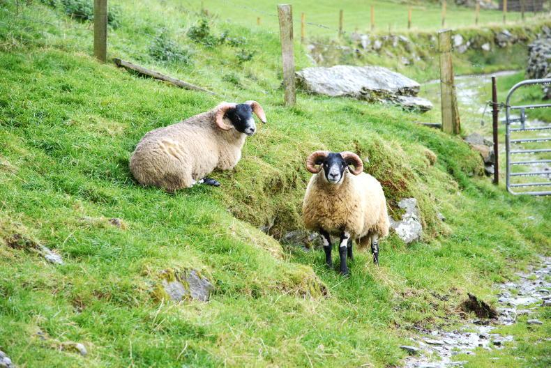 Almost hill rams needed for Sheep Improvement Scheme - Vimarsana News
