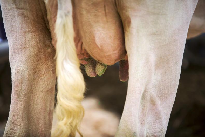 19-hour bonus each week for well-organised dairy farms - Vimarsana News