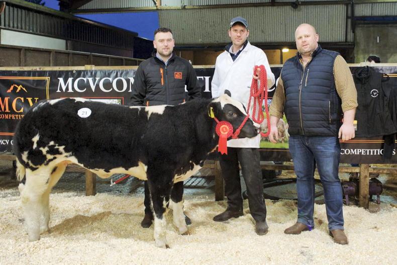 Sapphire secures £13,000 at NI Commercial Young Stars Show and Sale - Vimarsana News