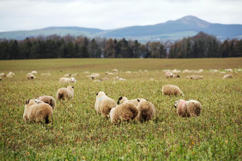 Department making it hard for livestock and tillage to work together - Vimarsana News