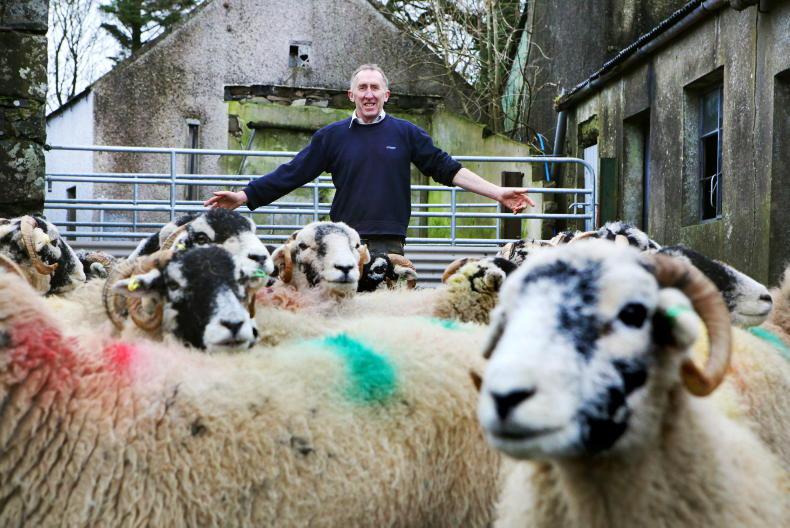 January sheep kill up 25,000 head on 2022 - Vimarsana News