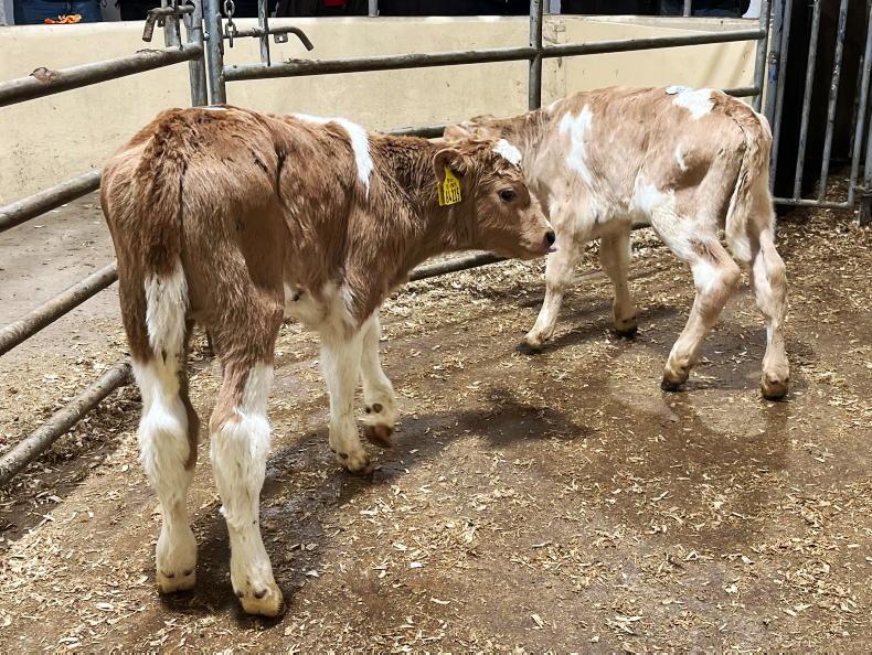 Camera at the Mart: quality calves selling well in Kilmallock - Vimarsana News