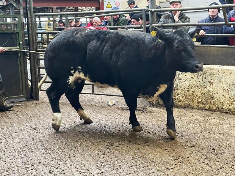 Camera at the Mart: large feeders spend big in Carrigallen - Vimarsana News