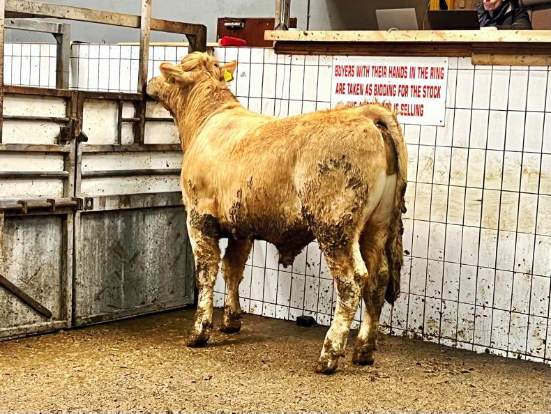 Camera at the Mart: cows commanding super prices in Ennis - Vimarsana News