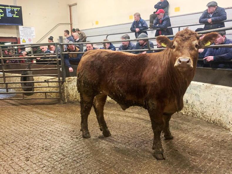 In pictures: heavy heifers hit new highs in Carrigallen - Vimarsana News