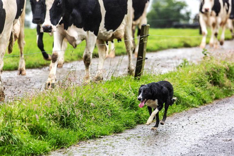 Agrijobs dairy farm manager job paying €38,000 in Westmeath Free