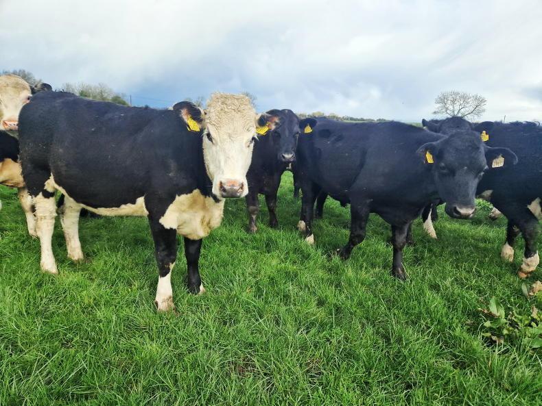 What does a sustainable dairy beef industry look like?