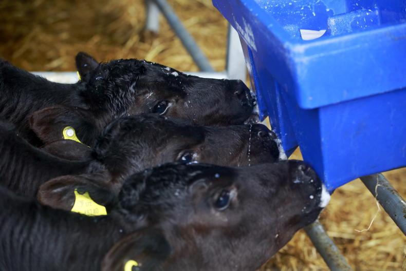 Dairy bull calves for veal should be housed in small groups study Free