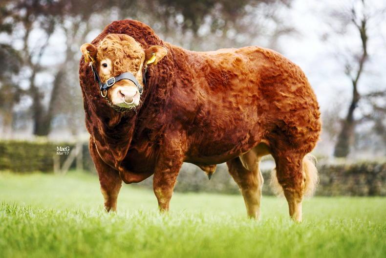 Could sexed semen work in the suckler herd? - Vimarsana News