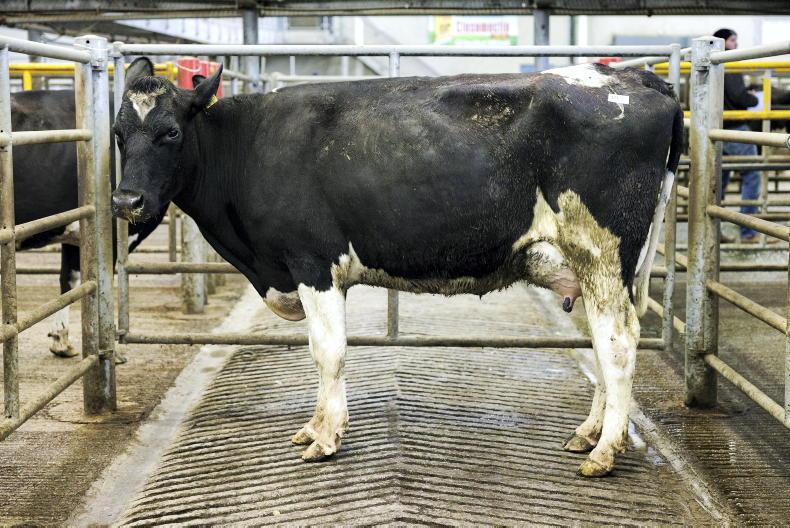 Camera at the Mart: bittersweet ending to Ballintosig clearance in Corrin - Vimarsana News