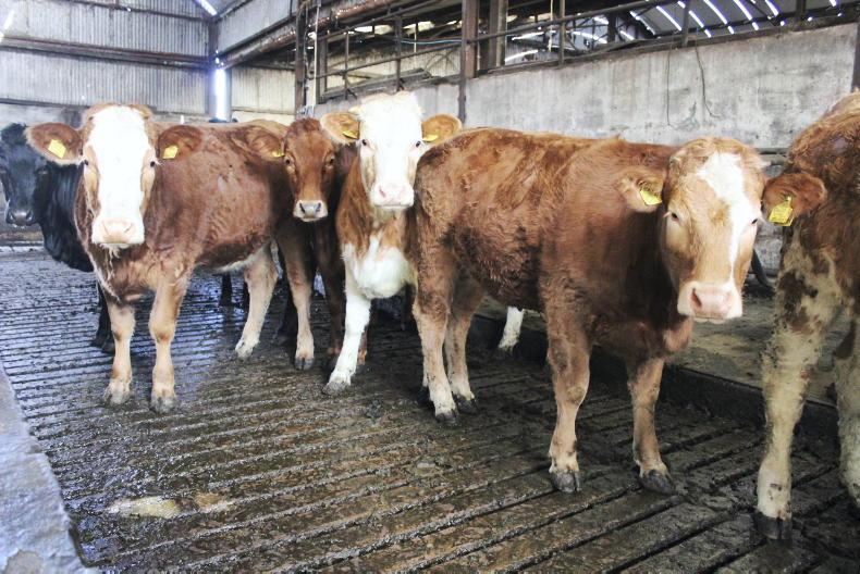 NI Trends: prime cattle quotes pushing upwards; hoggets up 15p/kg - Vimarsana News